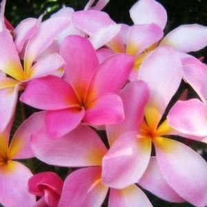 Meet your Posher, Marie